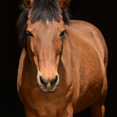 Pony